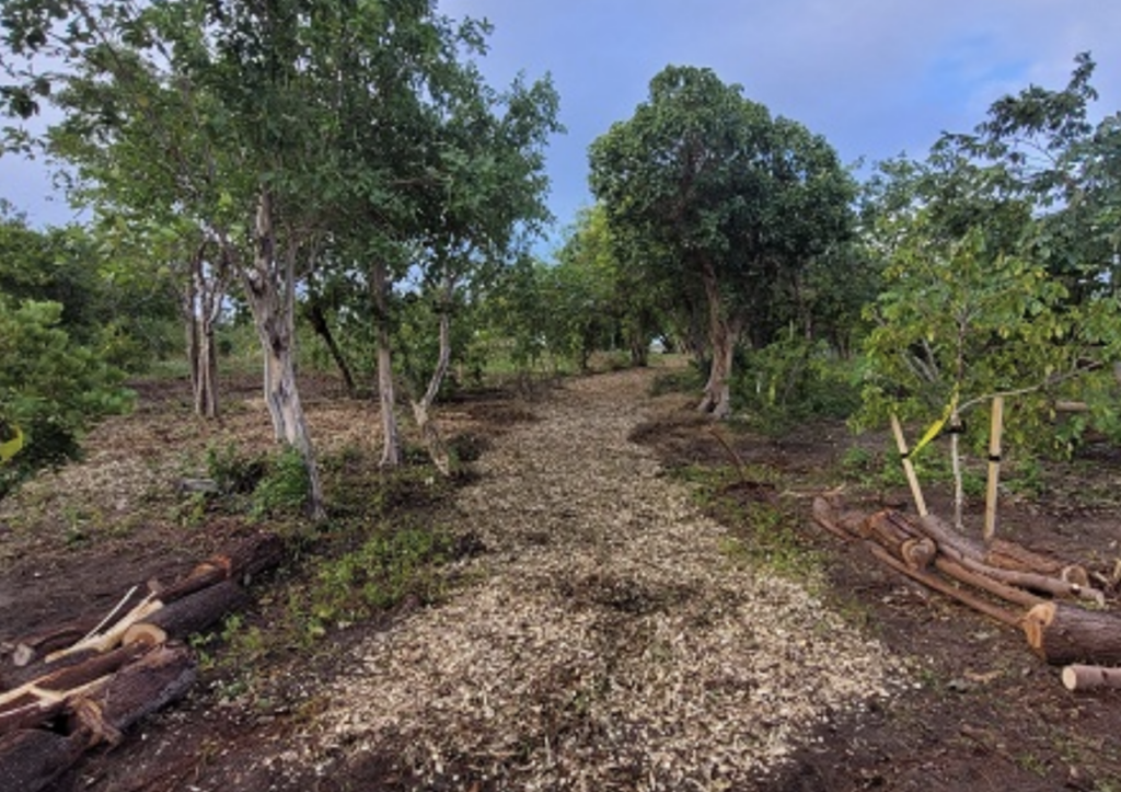 Section of Long Bay Beef Island restoration set for March completion